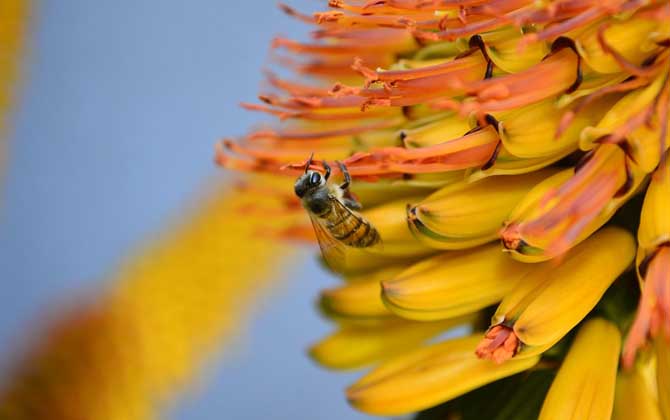 蜜蜂一般多少錢一箱? 蜜蜂多少錢一箱