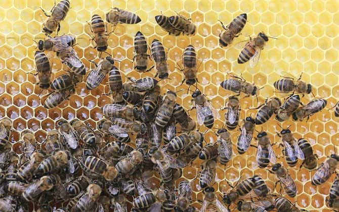 蜜蜂秋季繁殖技術視頻 蜜蜂秋繁技術