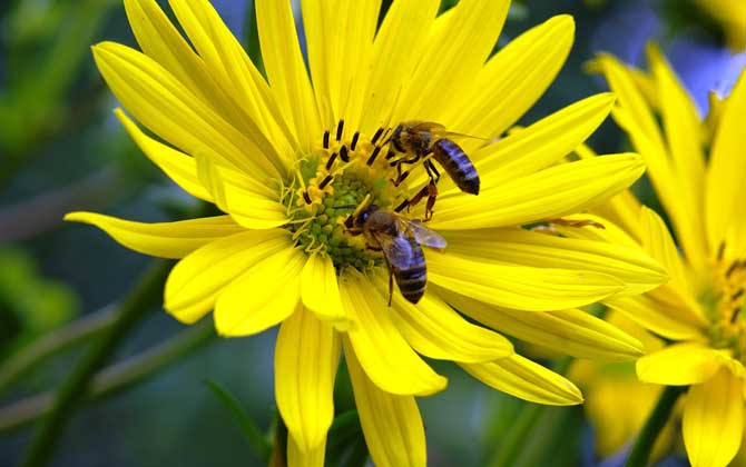 「基礎(chǔ)篇」蜜蜂的初步認(rèn)識 蜜蜂