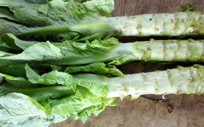 蜂蜜和哪些食物相克? 萵苣