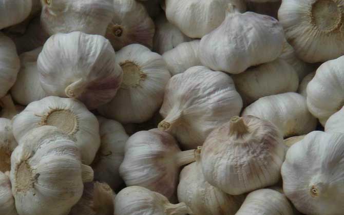 蜂蜜和哪些食物相克? 大蒜