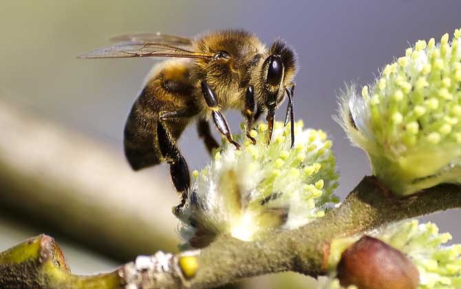 如何防治蜜蜂天敵(蜜蜂天敵的防治方法) 養(yǎng)蜂補(bǔ)貼