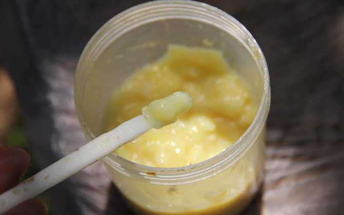 蜂王漿的作用與功效及食用方法 蜂王漿