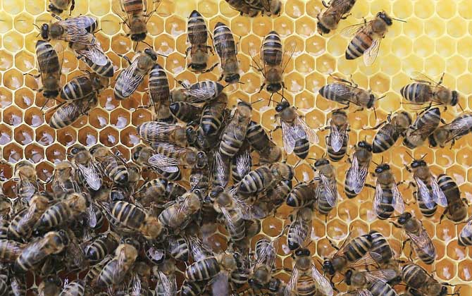 蜂群是怎么分工的?超強的團隊協(xié)作能力,難怪能撐起龐大的族群! 工蜂