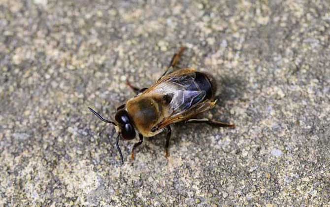 蜂群是怎么分工的?超強的團隊協(xié)作能力,難怪能撐起龐大的族群! 雄蜂