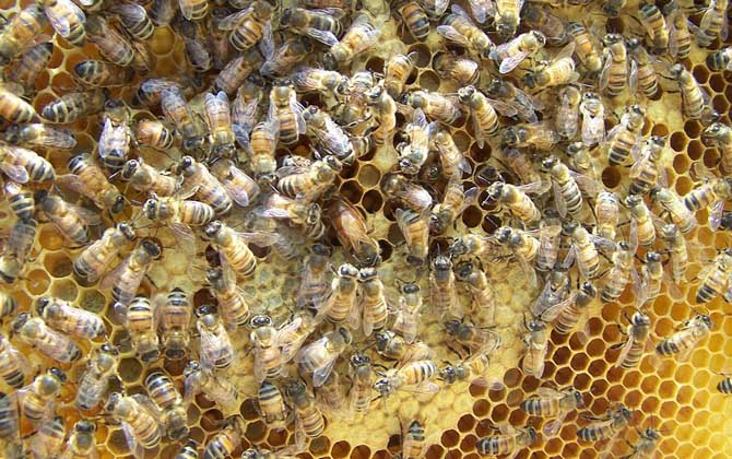 養(yǎng)中蜂好還是養(yǎng)意蜂好?搞清楚這幾個(gè)區(qū)別,結(jié)果基本上一目了然! 意蜂