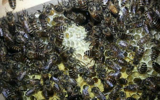 養(yǎng)中蜂好還是養(yǎng)意蜂好?搞清楚這幾個(gè)區(qū)別,結(jié)果基本上一目了然! 中蜂