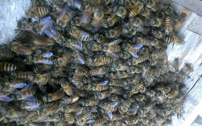 養(yǎng)中蜂好還是養(yǎng)意蜂好?搞清楚這幾個(gè)區(qū)別,結(jié)果基本上一目了然! 中蜂