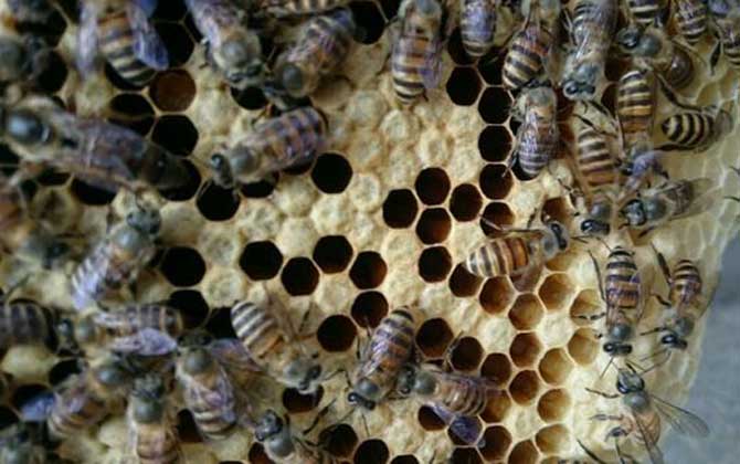 養(yǎng)中蜂好還是養(yǎng)意蜂好?搞清楚這幾個(gè)區(qū)別,結(jié)果基本上一目了然! 中蜂