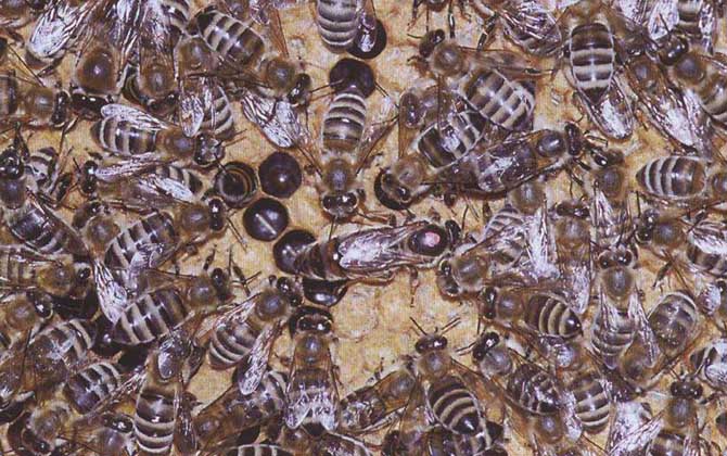 我國養殖的蜜蜂有哪些?除了中蜂和意蜂,這些蜂種也是大名鼎鼎! 卡尼鄂拉蜂