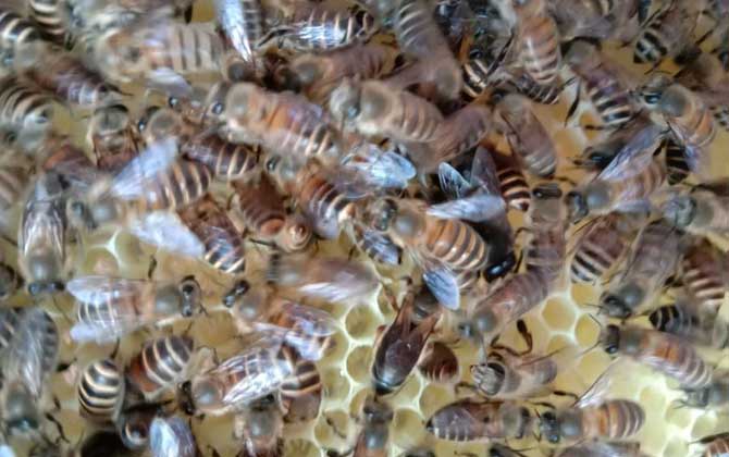 養蜜蜂有人賺錢,也有人虧錢,想養蜂賺到錢這些性格必須得改改! 養蜂