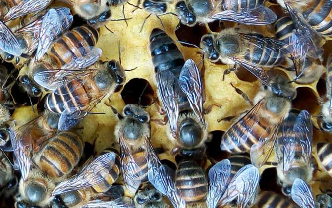 養蜜蜂有人賺錢,也有人虧錢,想養蜂賺到錢這些性格必須得改改! 養蜂
