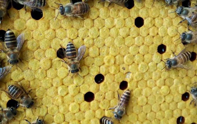 養蜜蜂有人賺錢,也有人虧錢,想養蜂賺到錢這些性格必須得改改! 養蜂