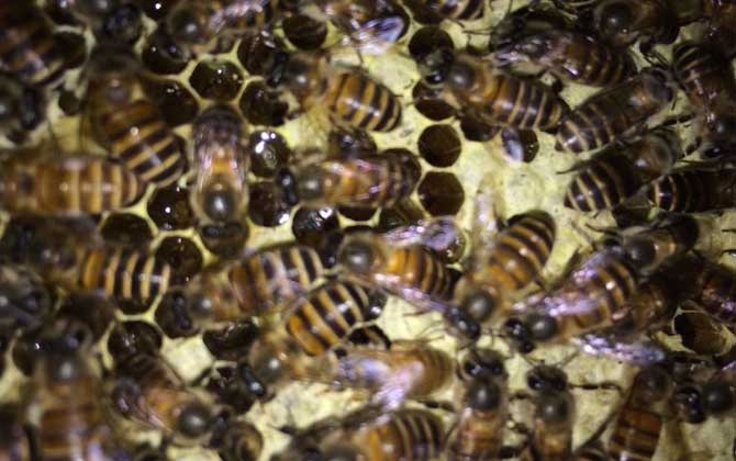 有技術“蜂養人”,沒技術“人養蜂”,沒有技術談養蜂就是空話! 養蜂技術