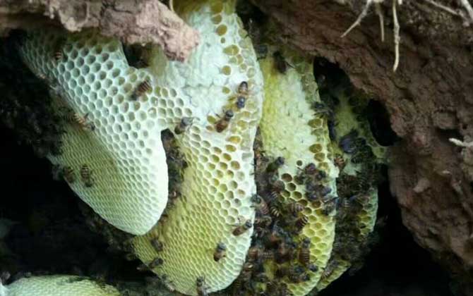 沒有蜂群還談什么養蜂,如何獲取蜂群?其實方法無外乎這兩種! 蜂種