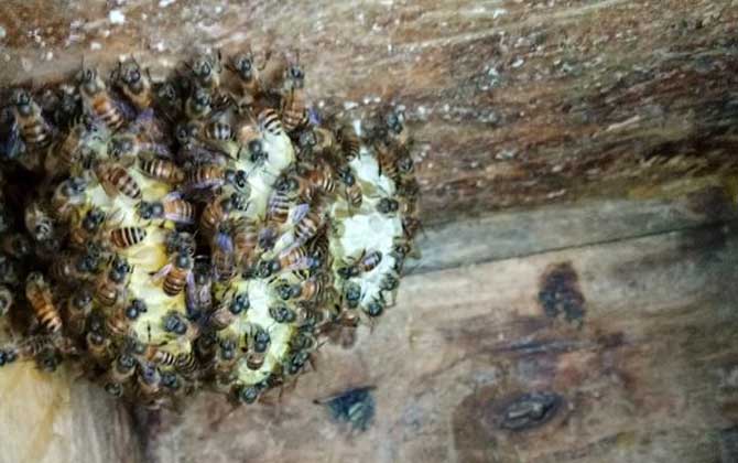 農(nóng)村養(yǎng)蜜蜂能賺錢嗎?90后高中畢業(yè)小伙,靠養(yǎng)蜂年收益超6萬元! 養(yǎng)蜂