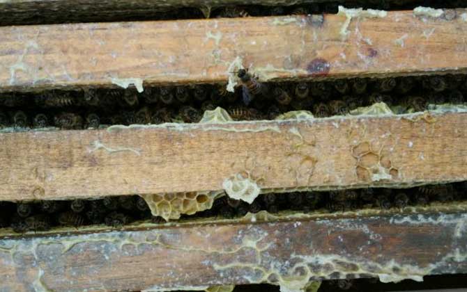 農(nóng)村養(yǎng)蜜蜂能賺錢嗎?90后高中畢業(yè)小伙,靠養(yǎng)蜂年收益超6萬元! 養(yǎng)蜂