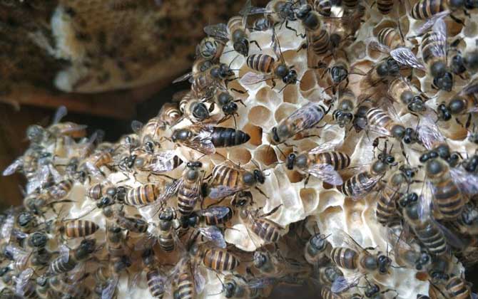 農(nóng)村養(yǎng)蜜蜂能賺錢嗎?90后高中畢業(yè)小伙,靠養(yǎng)蜂年收益超6萬元! 養(yǎng)蜂