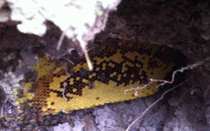 野生蜜蜂窩雖然隱秘,觀察蜜蜂這些行為,要找到它們也不是難事! 野生蜜蜂窩