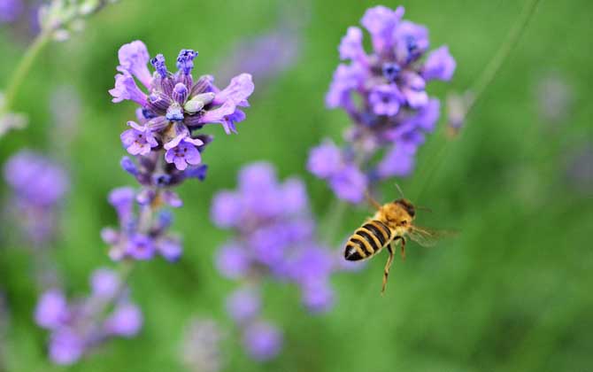 蜂毒對(duì)性功能的作用,沒(méi)有特殊作用,過(guò)量蜂毒易引起急性腎衰竭! 蜂毒