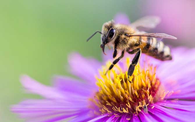 蜂毒對(duì)性功能的作用,沒(méi)有特殊作用,過(guò)量蜂毒易引起急性腎衰竭! 蜂毒