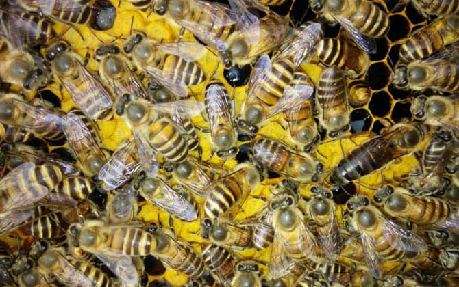 蜂種是養蜂效益的關鍵,試試這幾種方法,人工選擇改良蜂種質量! 蜂種