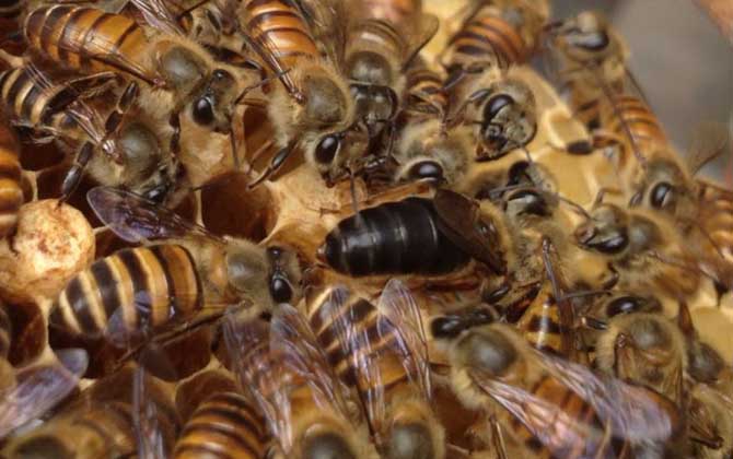 蜂群起“分蜂熱”怎么辦,試試這幾個辦法,快速解除“分蜂熱”! 分蜂熱