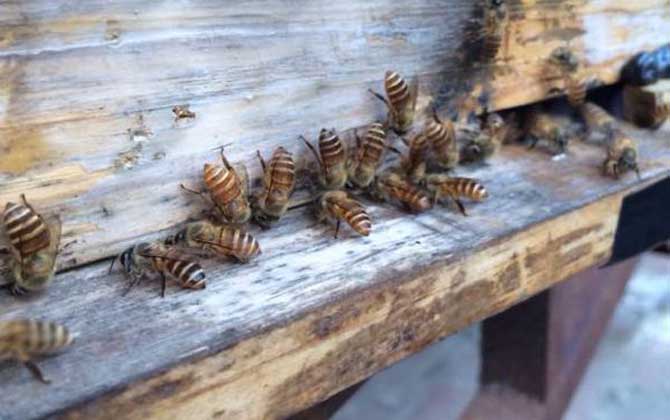 自然分蜂后不知道怎么辦,像這樣操作,輕松可將分蜂群收捕回來! 自然分蜂