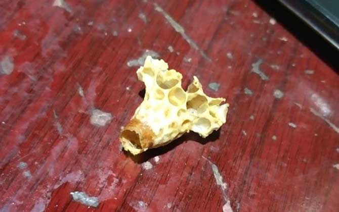 王臺是培育蜂王的,了解其發(fā)育過程,養(yǎng)蜂生產(chǎn)將更加的得心應(yīng)手! 王臺