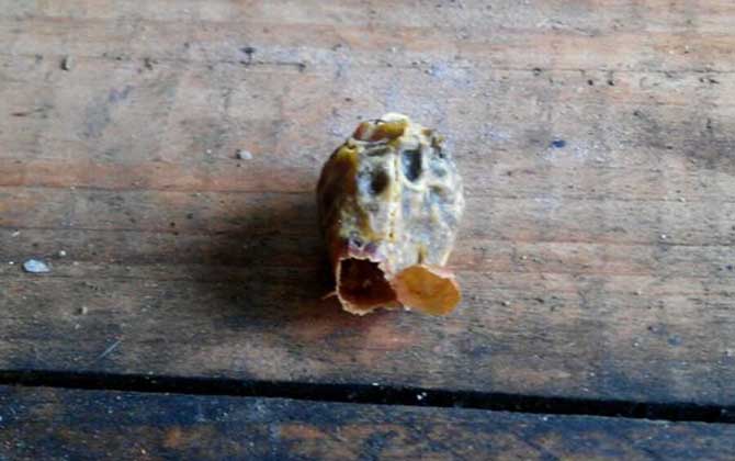 王臺是蜂王的巢房,大致有這三種,了解它們對養蜂生產極為有利! 王臺