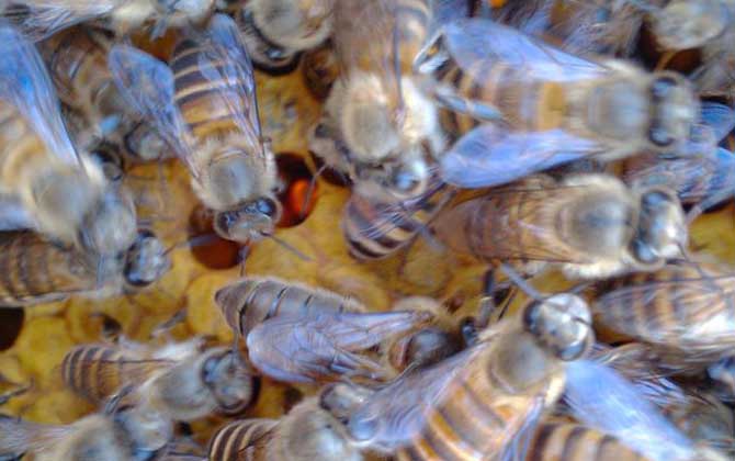 怎樣合并蜂群最安全?像這樣操作,輕松就將兩群蜂合并成一群蜂! 合并蜂群