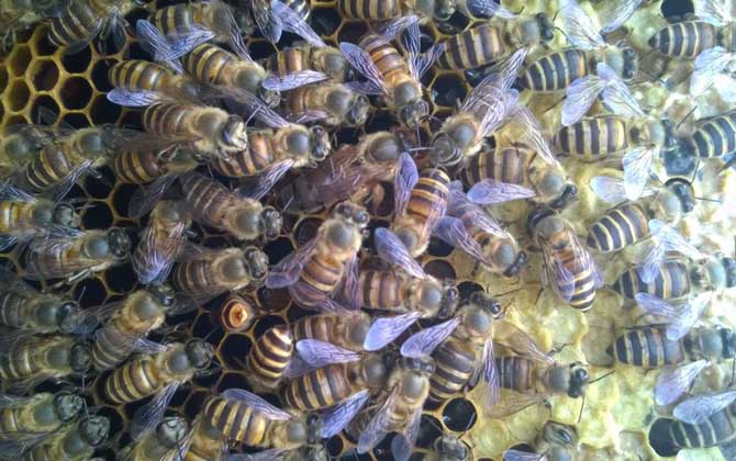 蜂群沒有蜂王怎么辦?試試直接介王法,快速給蜂群介入只新蜂王! 蜂王