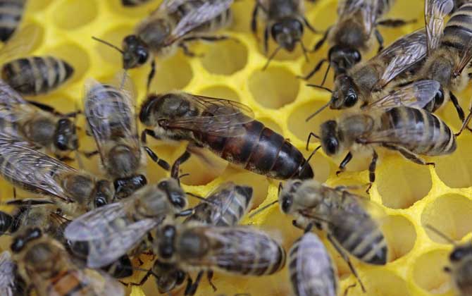 怎樣鑒別蜂王的好壞?按這幾個標準,優(yōu)質(zhì)王還是劣質(zhì)王一目了然! 蜂王