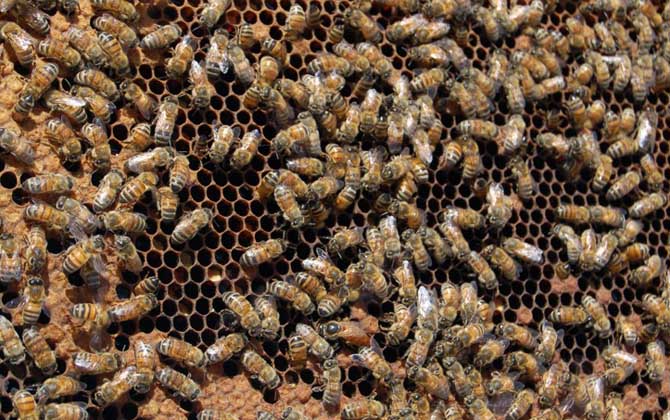 怎樣鑒別蜂王的好壞?按這幾個標準,優(yōu)質(zhì)王還是劣質(zhì)王一目了然! 蜂王