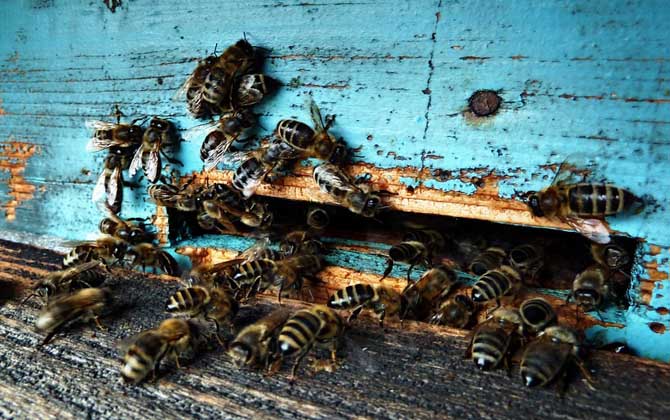 養(yǎng)蜂人為什么越來越少?難道養(yǎng)蜂不賺錢,真相說出來你可能不信! 養(yǎng)蜂