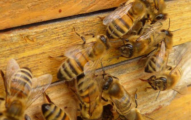 養(yǎng)蜂人為什么越來越少?難道養(yǎng)蜂不賺錢,真相說出來你可能不信! 養(yǎng)蜂