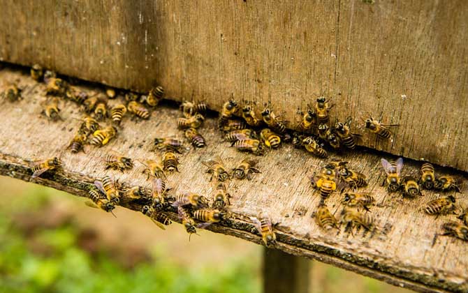 養(yǎng)蜂人為什么越來越少?難道養(yǎng)蜂不賺錢,真相說出來你可能不信! 養(yǎng)蜂