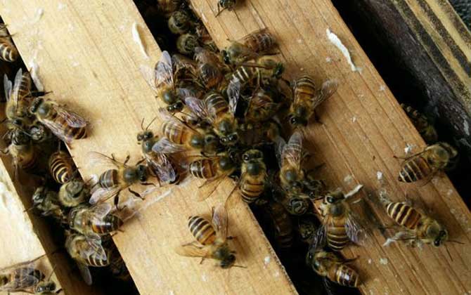 蜜蜂怎么快速繁殖?按這幾個步驟管理,快速將蜂群繁殖成為強群! 蜜蜂繁殖