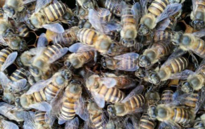 蜜蜂怎么養(yǎng)繁殖才快?搞好這5個(gè)“必須”,蜂群繁殖得不要太快! 蜜蜂怎么養(yǎng)