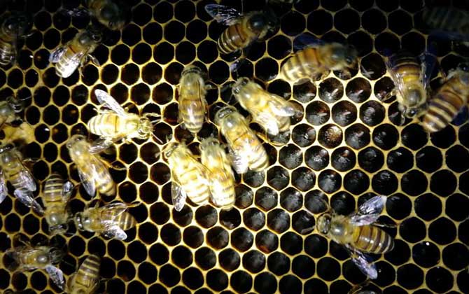 蜜蜂怎么養(yǎng)繁殖才快?搞好這5個(gè)“必須”,蜂群繁殖得不要太快! 蜜蜂怎么養(yǎng)