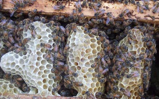 蜜蜂怎么養(yǎng)繁殖才快?搞好這5個(gè)“必須”,蜂群繁殖得不要太快! 蜜蜂怎么養(yǎng)