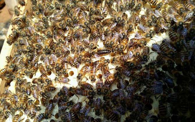 蜜蜂怎么安全越冬?必須具備這幾個條件,否則蜂群很難順利越冬! 蜜蜂越冬