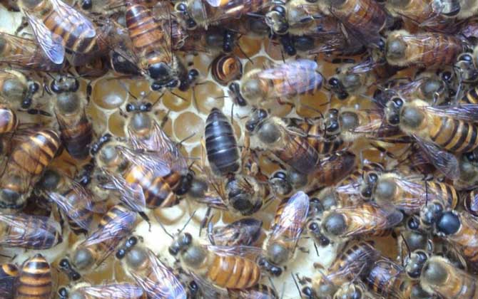 飼料是蜂群越冬的關鍵,像這樣飼喂,確保蜂群有充足的飼料越冬! 蜜蜂越冬