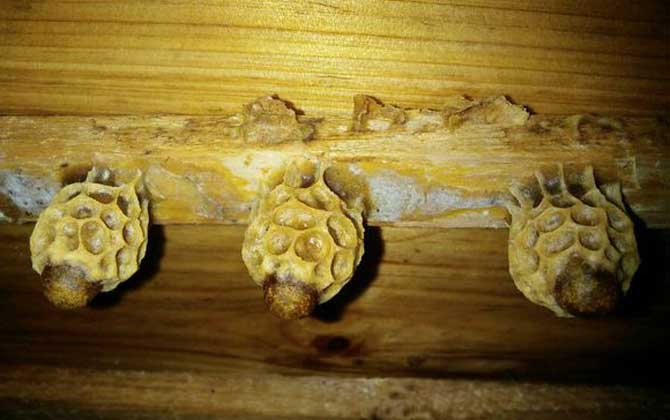 養蜜蜂怎么育王?像這樣人工育王,輕松培育出大量的優質蜂王! 育王