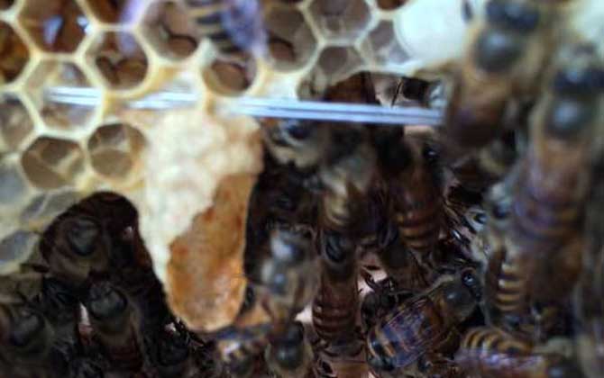 養蜜蜂怎么育王?像這樣人工育王,輕松培育出大量的優質蜂王! 育王