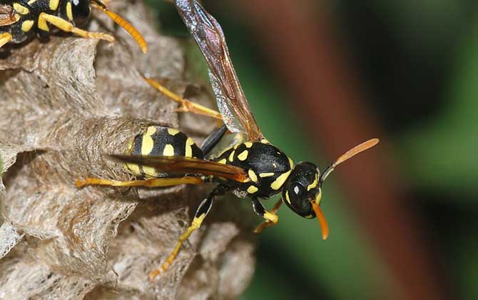 怎樣捅馬蜂窩最安全?不妨試試這4種方法,輕松就能搞定馬蜂窩! 馬蜂窩