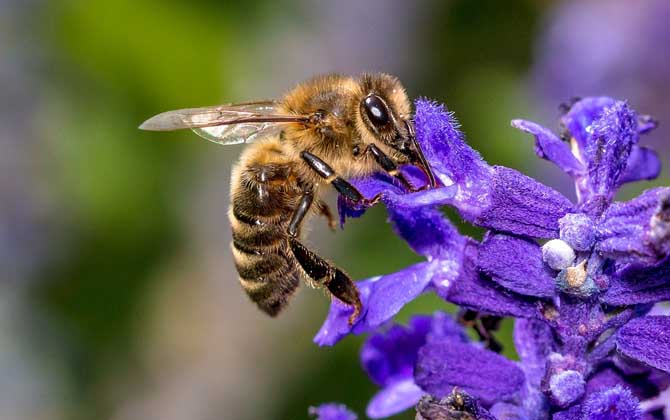 工蜂能變成蜂王嗎?的確有機會,但條件非常苛刻且一生只有一次! 工蜂