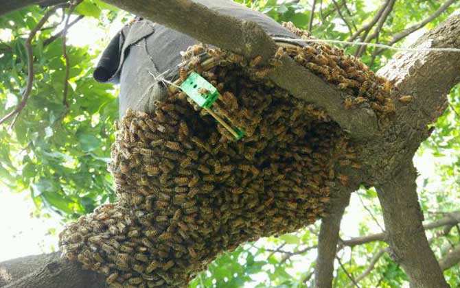 蜜蜂飛逃有什么征兆?有這些表現,蜂群可能已經準備“逃跑”了! 蜜蜂飛逃