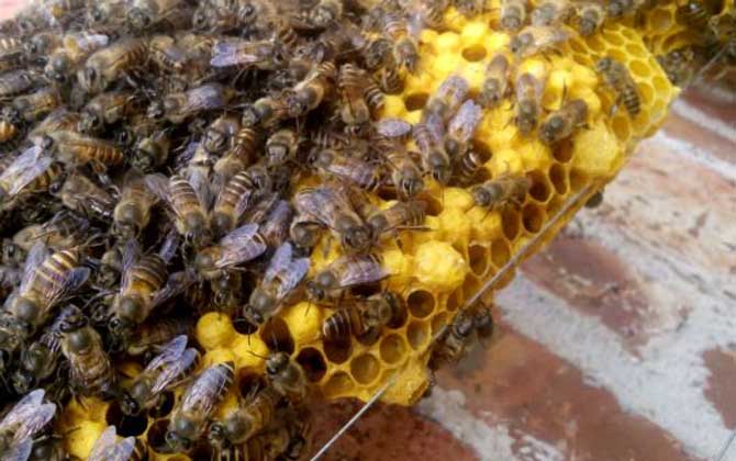 蜂王出房后多久分蜂?未必等新王出房,多數(shù)是蜂王未出房就分蜂! 分蜂