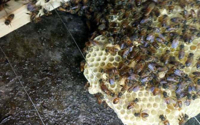 蜂王出房后多久分蜂?未必等新王出房,多數(shù)是蜂王未出房就分蜂! 分蜂